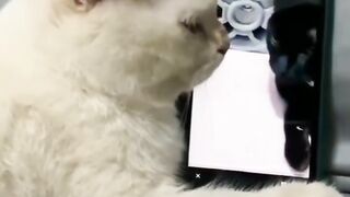 funny cats