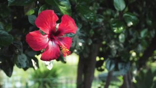Free use background video Background video free