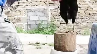 Funny video is beautiful video