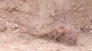 Mongoose and Snake fight to the death