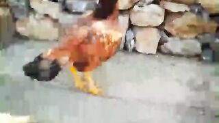 Aseellover Aseel Murga ka shok