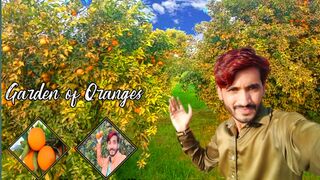 My Viral Video YouTube | Village Garden Orange ????| Malik Sajjad Vlogs