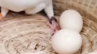 Pigeon love status
