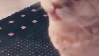 You laugh, You lose ???? Funniest Animals ???? Part 3