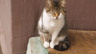 Cats shot video