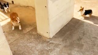 Funny Dogs