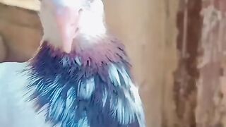 Beautiful Pigeon (Blue and white)