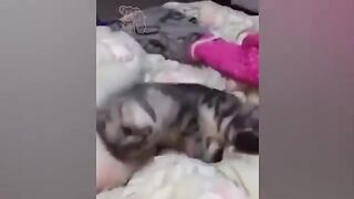 These Cats Can Speak In English| Funny Animal Videos| Furry Buddy