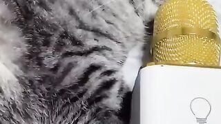 You laugh, You lose ???? Funniest Animals ???? Part 4