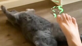 funny cat