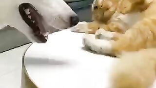 Cats and dog