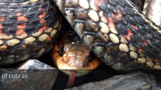 Unveiling the Myths and Facts about cobra snake