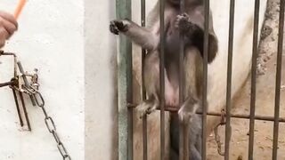 Funny Monkey angry ????