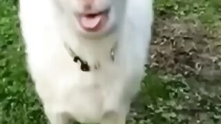 Naughty Goat