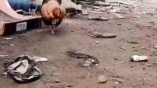 Ben fighting