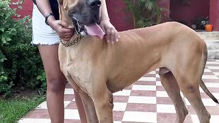 Big Dog ???? ___ Respect ????