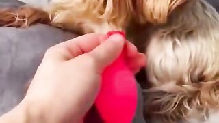 You laugh, You lose ???? Funniest Animals ???? Part 5