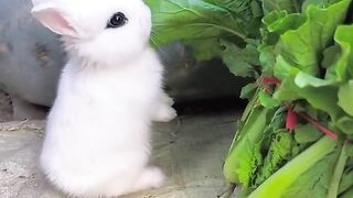 Cute Rabbit