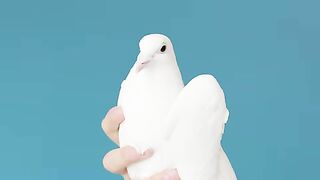 White Pigeon