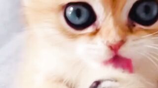 Cute kitten