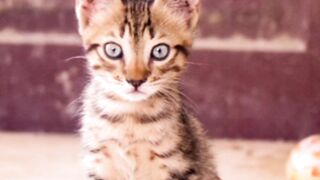 Cat videos ????