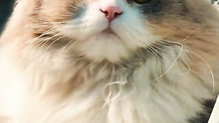 Cute pet