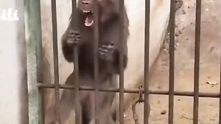 Hungry monkey