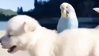 Friendship Puppy and bird