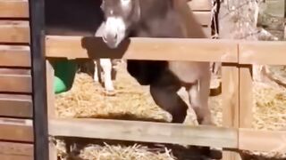Donkey jumping
