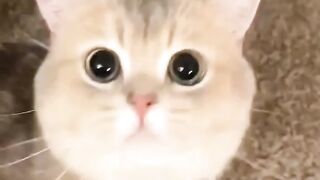 Cute Cat