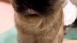 Rabbit cry