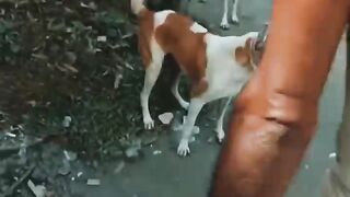 Help to animal
