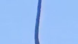 wood and snake