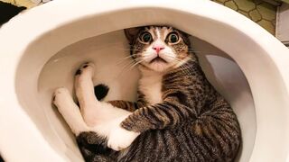 Funny animals - Funny cats / dogs - Funny animal videos 2023 ????????????????????
