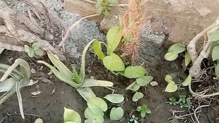 My Home Nursery Plant