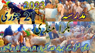 mundrasa Mandi Bakra Mandi Pakistan today
