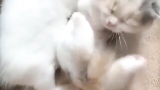 Cute Sleeping Kitties