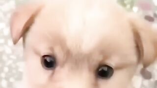 Baby Dog