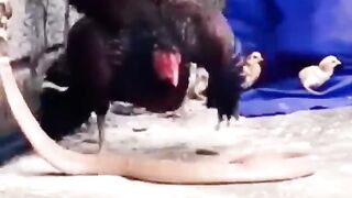 Oh, these cute and brave animals