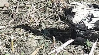 A cock is eating in the field