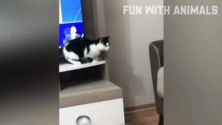 funny video of animals that never stop