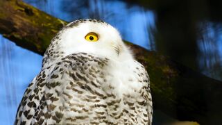 Snowy Owl