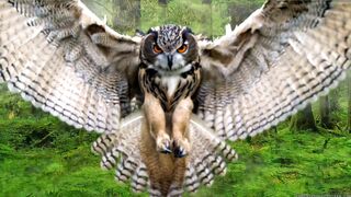 Cute Owl
