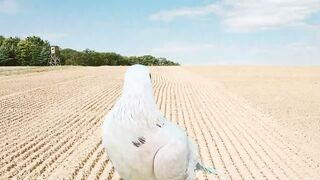Beautiful white Pigeon