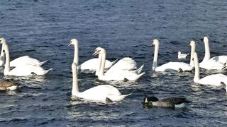 Swans