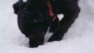 Dog in snowing