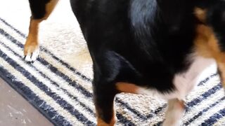 My dog and tricks