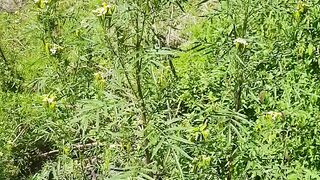 Yellow flowers