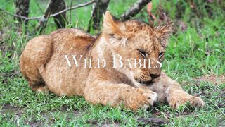 wild baby life in amazon jungle