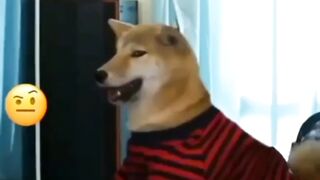 dog playing video game @